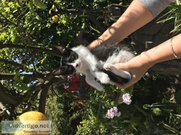 Kittens looking for forever homes