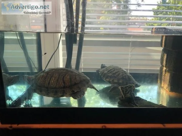 Two beautiful red eared turtles