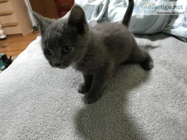 Kittens looking for forever homes