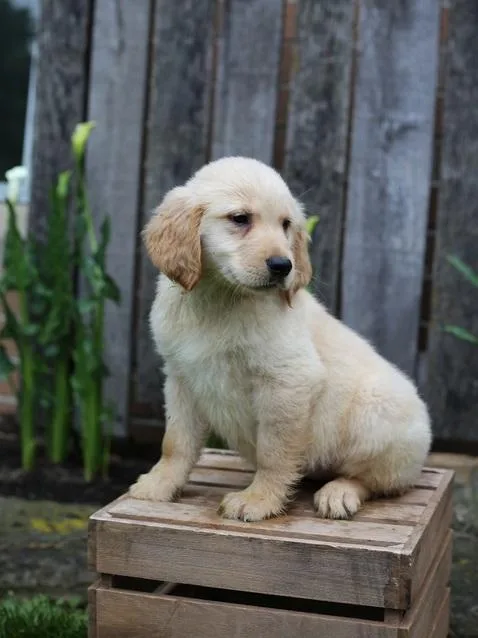 Sweet Golden Retriever Puppies.