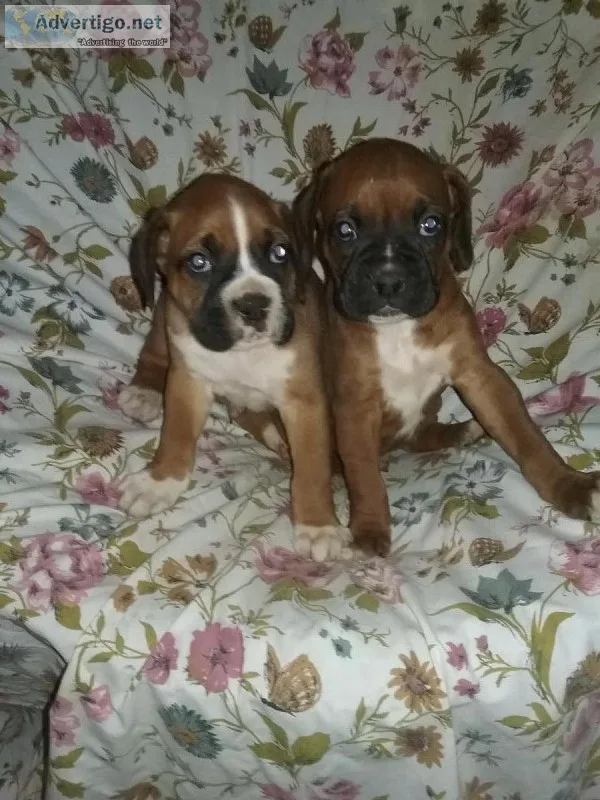Boxers  puppies 6 weeks old