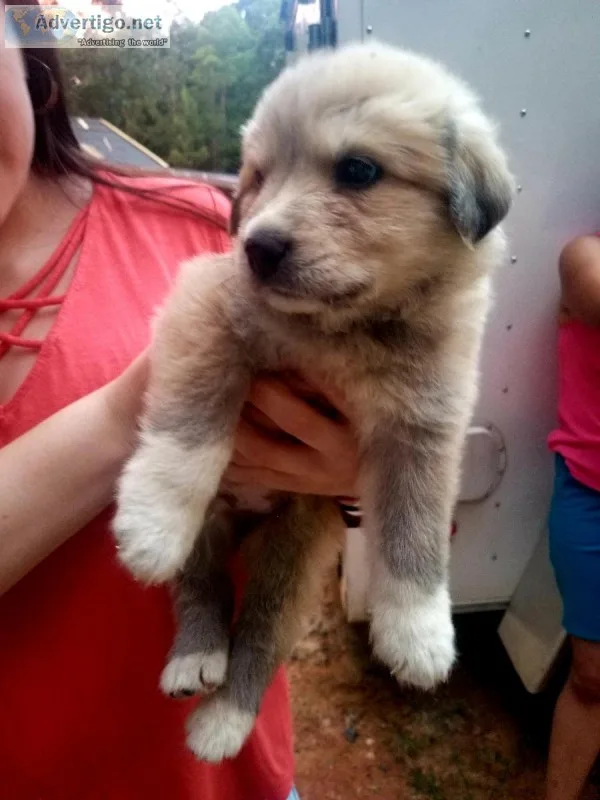 Puppies