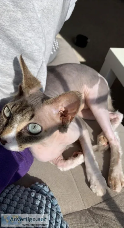 Sphynx Cat