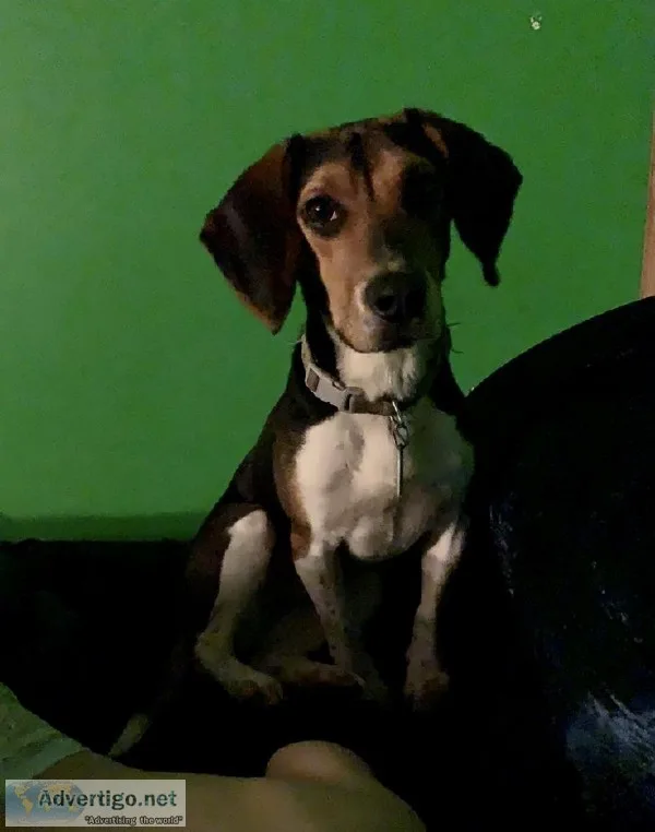 Beagle Basset Mix