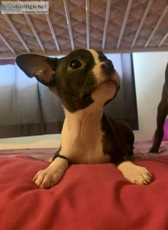 Boston terrier puppies