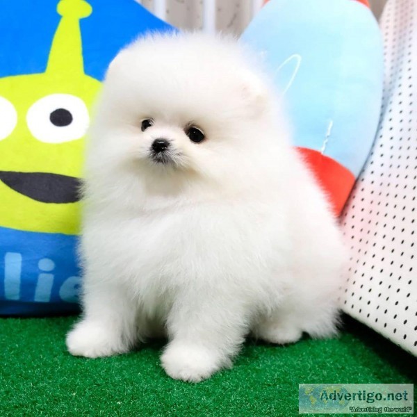 Pomeranian Puppies Available