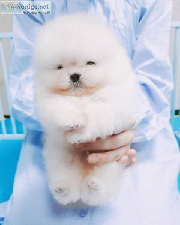 Affectionate Teacup Pomeranian Available