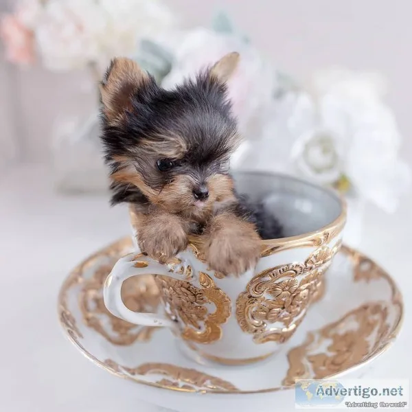 Teacup yorkie puppies