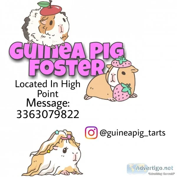 Guinea pig foster home