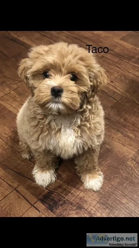 Maltipoo puppy for sale