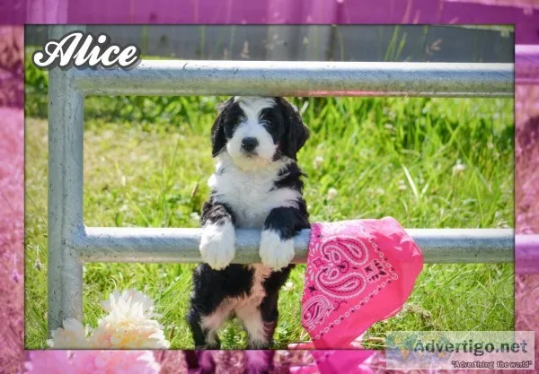 Alice Female Bernedoodle
