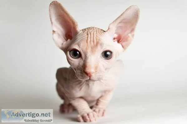 Sphynx kittens
