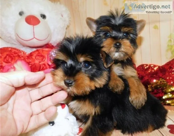 Sugar female yorkshire terrier - yorkie