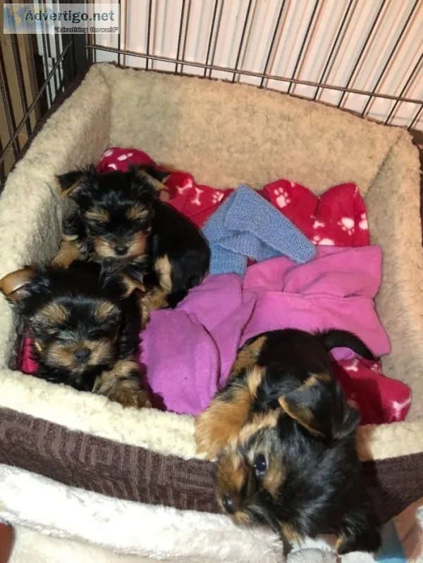 Female yorkie pups puppies (for sale)