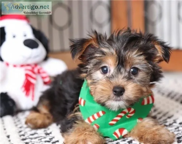 Yorkie teacup for sale registered