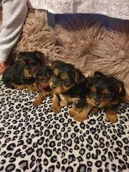 Playful yorkshire terrier puppies