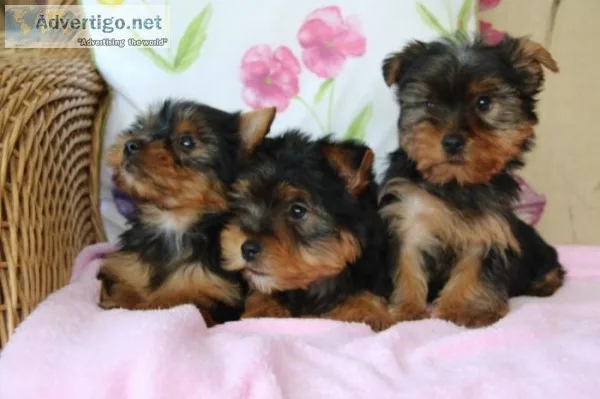 Buy mini toy yorkshire terrier kc reg puppies
