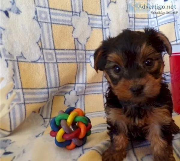 Sale of dewormed and registered yorkie dogs