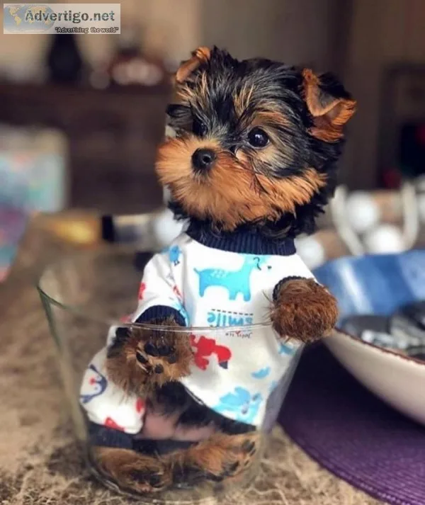 Cute male yorkshire terrier puppy