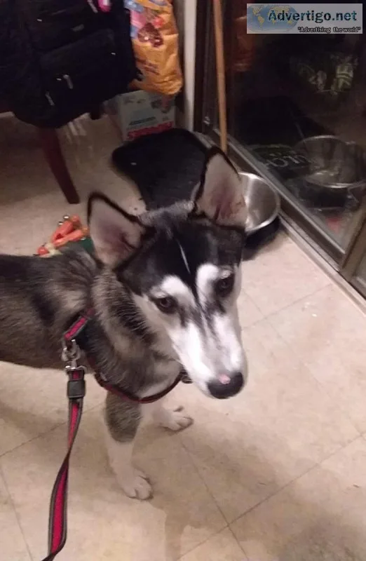 10 month old husky