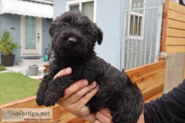 Purebred Scottish Terriers