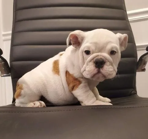 English bulldog puppies available