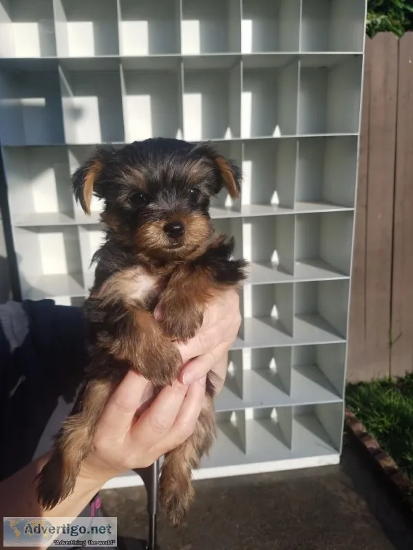 Yorkie