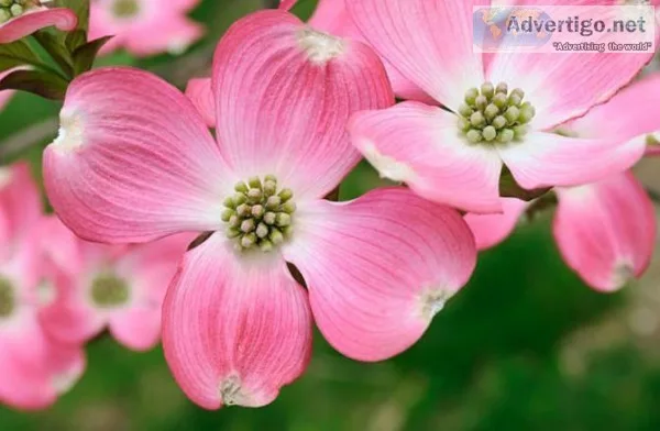 Pink Dogwood Trees Online