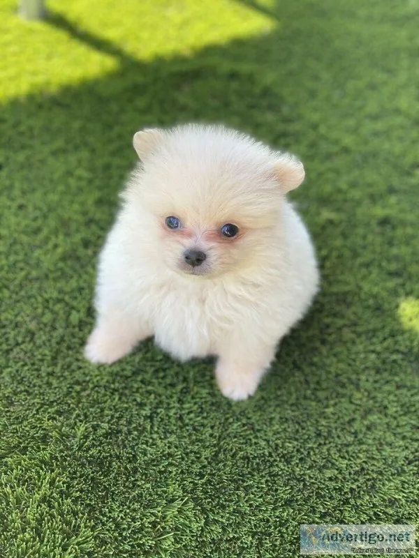 Two Awesome T-Cup Pomeranian Puppies