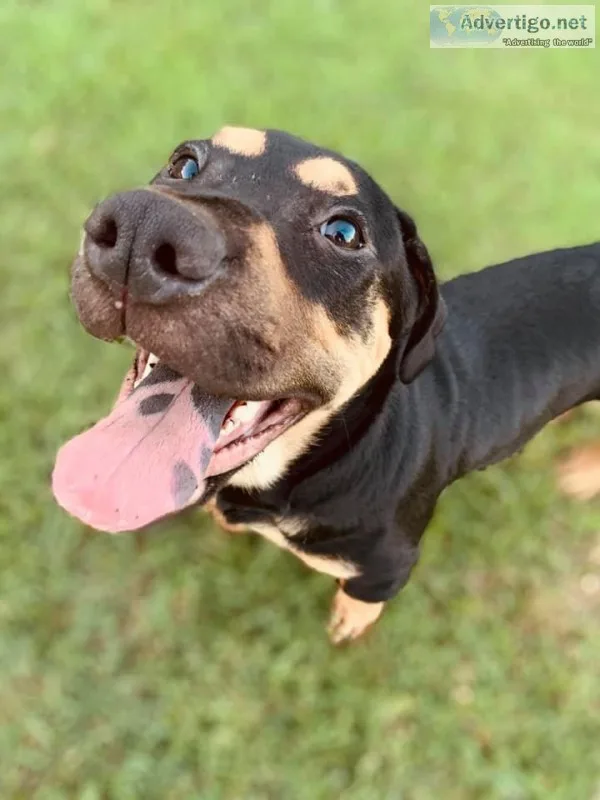 Pit mix puppy needs good home