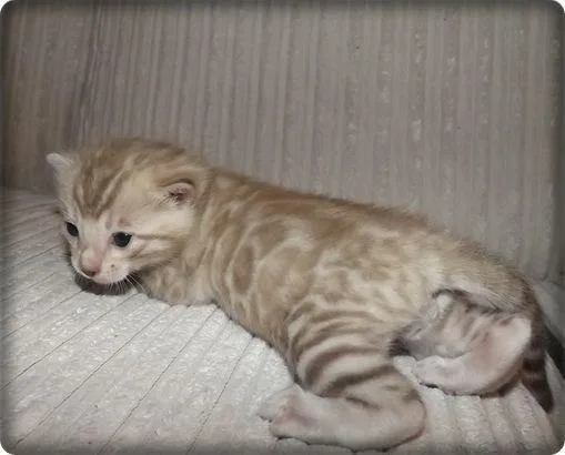 Silver Spot Bengal Kittens For Sale.
