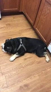 Make English Bulldog