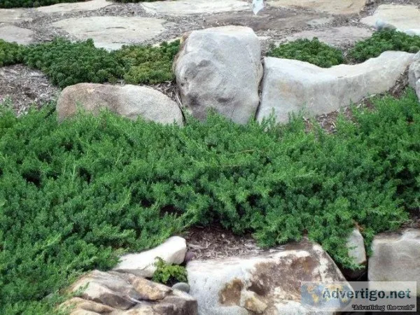 Blue Pacific Juniper