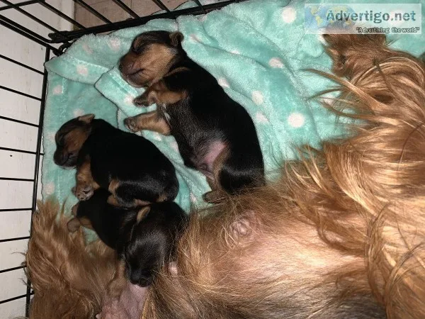 Yorkie puppies