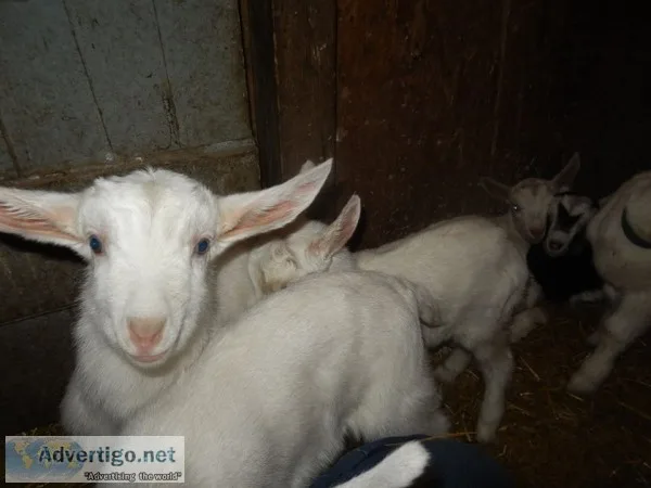 Alpine, saanen goats