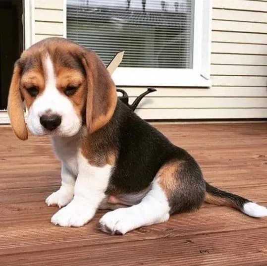 AKC Beagle Puppies