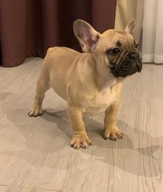 French Bulldogs