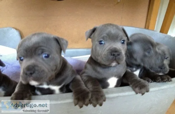 Staffordshire bull terrier puppies