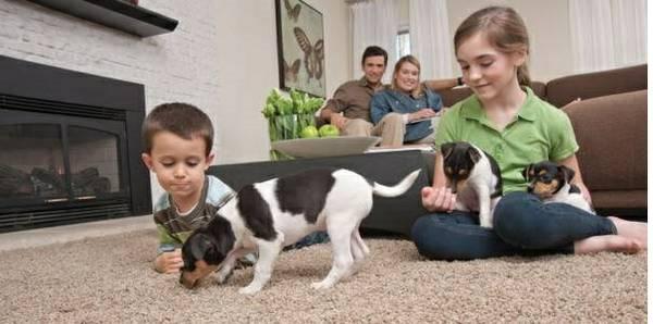 Outstanding Carpet Cleaning Services