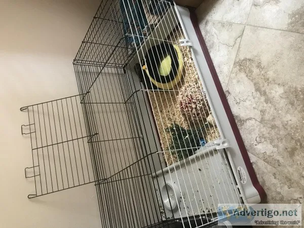Friendly 1 year old male Hedgehog for sale