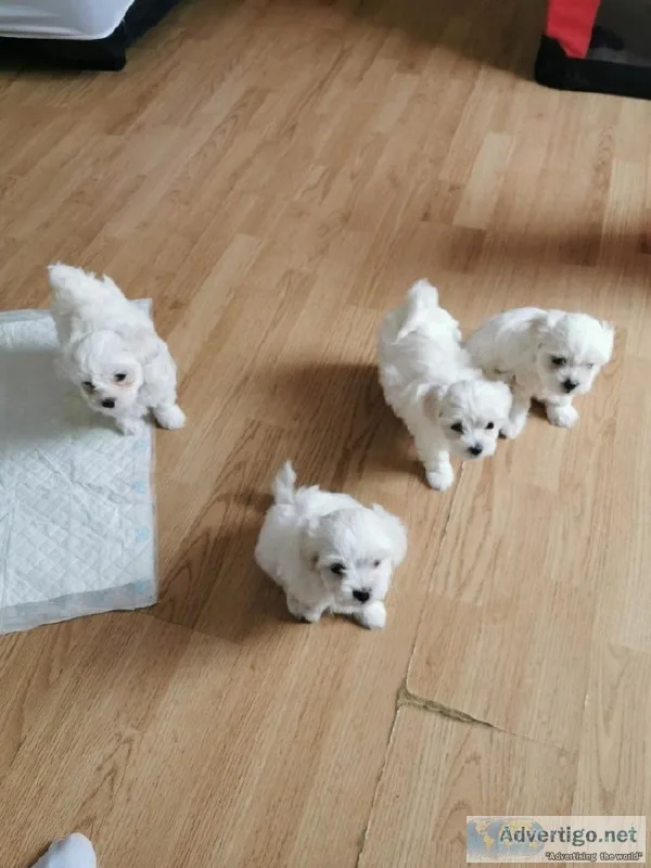 Good looking Maltese puppies.
