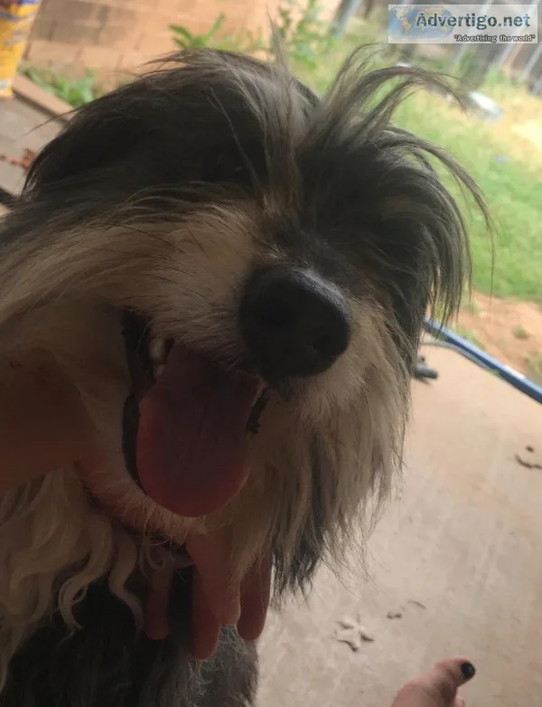 Terrier Mix