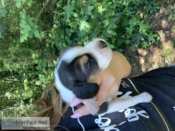 Beagle Puppies
