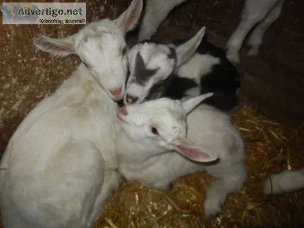 Alpine, saanen goats