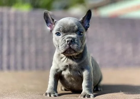 French bulldog puppies for sale