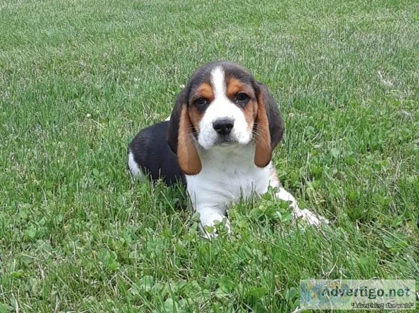 Purebred beagle puppies