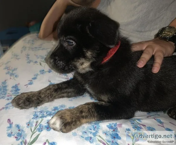8 week old male GSDHusky mix