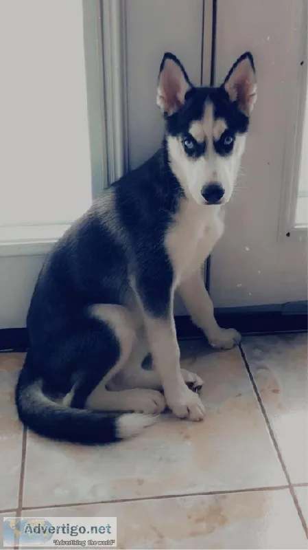 Serbian Husky