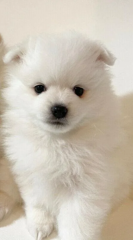 Two Awesome T-Cup Pomeranian Puppies