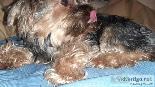 Female chocolate Yorkie (purebred) (Lubbock)